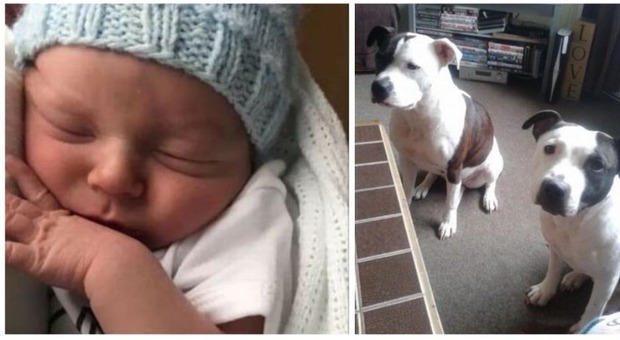 Bimbo di un mese sbranato dai due cani: è morto in ospedale dopo una lunga agonia