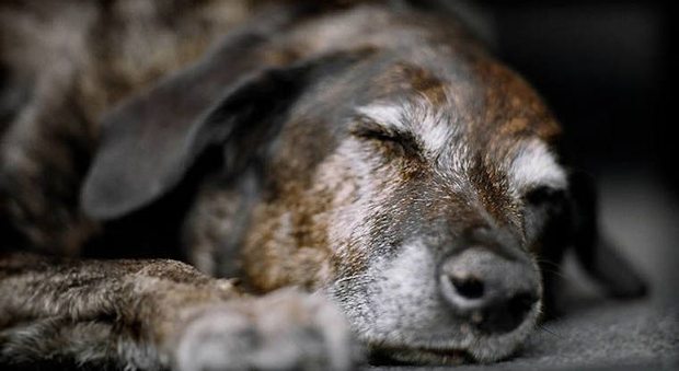 Taglia la testa al suo vecchio cane: «Non avevo i soldi per l'eutanasia»