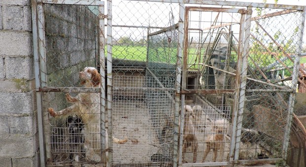 Alcuni dei cani sequestrati (dal sito http://www.guardiezoofile.info)