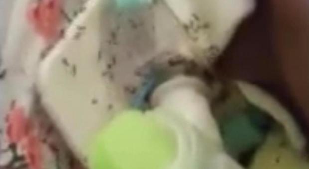 Donna intubata tra le formiche il console: «Cerchiamo soluzione»