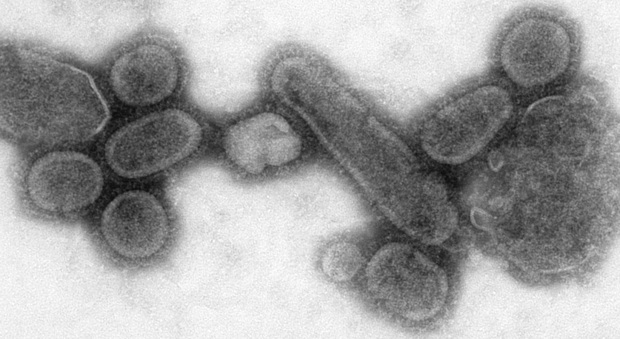 Influenza, scoperte mutazioni che rendono il virus più forte. Presto vaccini più efficaci