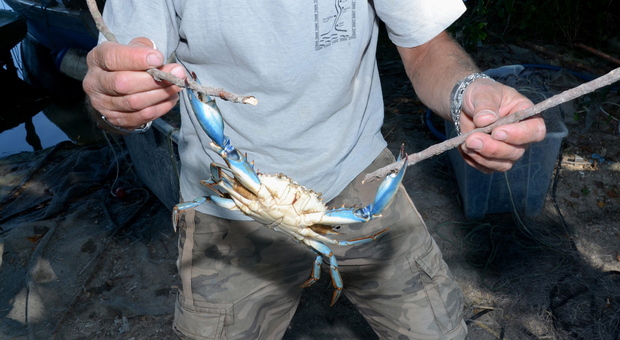 Il granchio blu che sta mettendo in ginocchio il settore della pesca