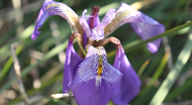 La Iris turca, nuova specie per la flora italiana (foto Roberto Gennaio)