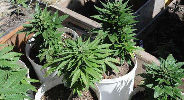 «Non pensavamo fosse vietato coltivare cannabis»: condannati a 18 anni