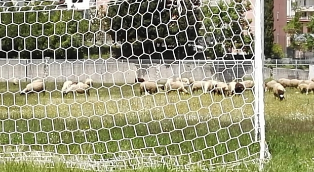 Monte San Giacomo, le pecore nel campo di calcio in disuso