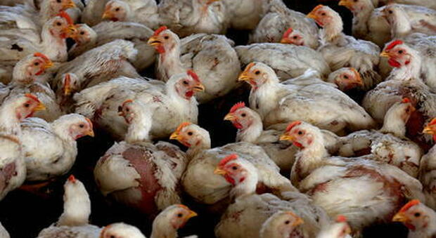 Allarme influenza aviaria: focolaio in un allevamento di 13mila tacchini in Veneto