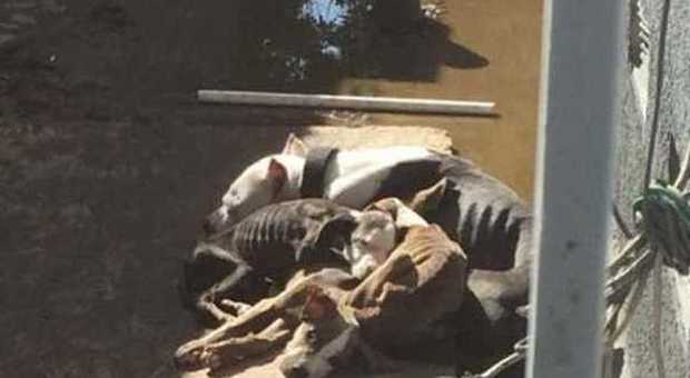 Mamma pitbull e tre cuccioli lasciati senza acqua e cibo: ecco come li hanno ridotti