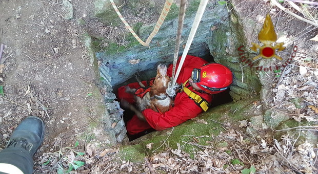Mentana, i vigili del fuoco salvano cane caduto in un pozzo