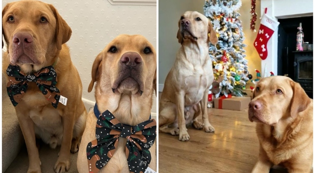 «A Natale spendo 400 euro per i miei cani e solo 25 per mio marito»