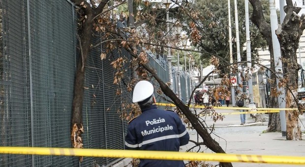 Roma, crolla ramo alla fermata del bus: ferita una donna