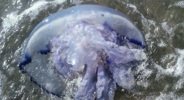 Migliaia di meduse invadono la spiaggia, il singolare fenomeno a Ischia