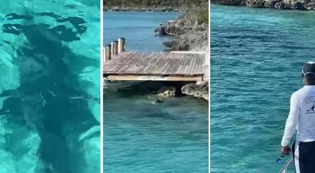 Il cane si tuffa in mare e morde lo squalo, la scena incredibile ripresa dai turisti. Attimi di panico alle Bahamas VIDEO