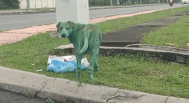 Verniciano di verde un cane randagio: «Rischia di morire per intossicazione»