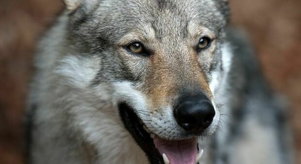 Due lupi avvistati in Salento: aggredito un animale domestico