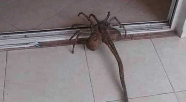 «È un ragno con la coda?», la foto choc di uno strano animale terrorizza Twitter