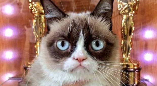Grumpy, il gatto imbronciato star del web: guadagna più degli attori di Hollywood