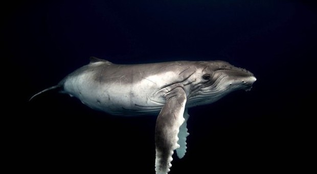 Balene e delfini: le foto mozzafiato della freelance Michaela Skovranova
