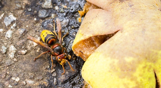 Viene punto alla gola da una vespa: 55enne trovato morto in casa