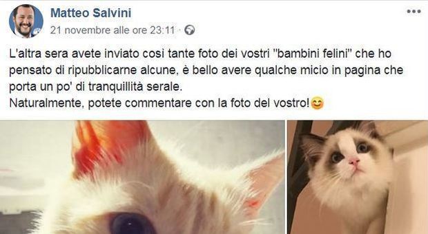 Il ministro Salvini domani in visita al gattile del Verano. Il Pd: basta strumentalizzazioni