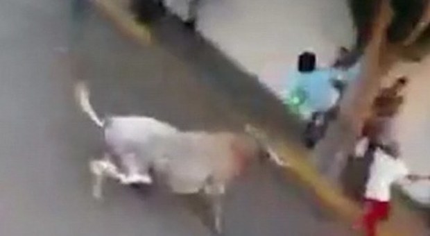 Messico, muore incornato da un toro dopo essere stato scaraventato su un albero