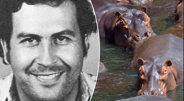Pablo Escobar, gli ippopotami del re dei narcos si sono riprodotti: «Hanno sconvolto l'intero ecosistema»