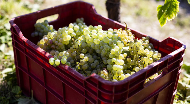 Un robot nelle vigne: falcia l'erba, dà fitofarmaci, pota le viti e raccoglie l'uva