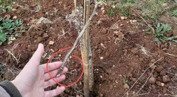 Teppismo insensato nei giardinetti, tagliate le radici di 150 alberi