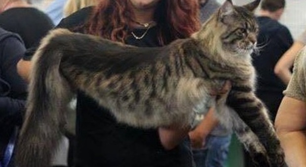 Titanic, undici chili di morbido pelo È lui il gatto più grande del mondo