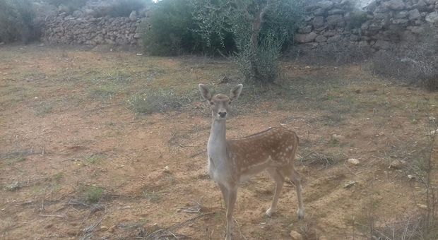 Uccidono la piccola "Bambi": cacciatori incastrati dalla carne in frigo