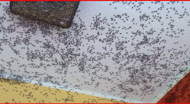 Frazione infestata dalle mosche: uno studio per stabilire se dipende dall'azienda agricola