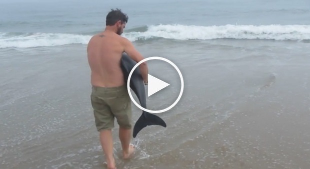 Salva il delfino arenato in spiaggia, il video diventa virale. Gli esperti: "non doveva farlo"