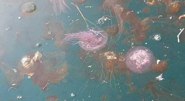 Meduse nel porto di Sorrento