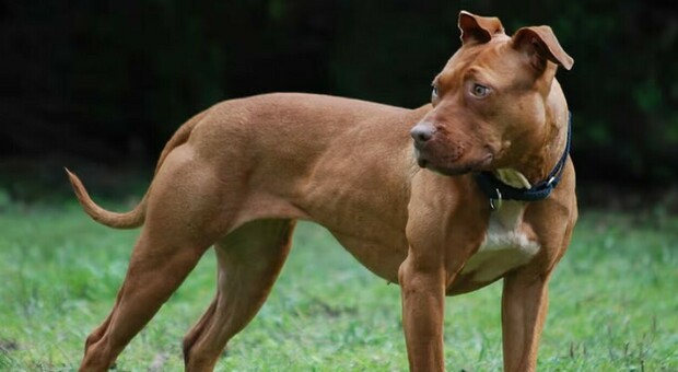 Terrore a Fossò. Pitbull inferocito scappa di casa e aggredisce tre persone e i loro cani: «Voleva ucciderli»