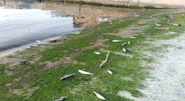 Pesaro, misteriosa moria di cefali nel porto: analisi della Capitaneria sulle acque