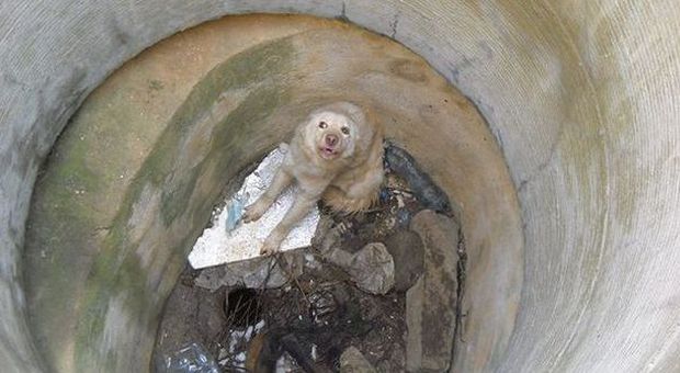 La foto della cagnolina salvata (Vier Pfoten)