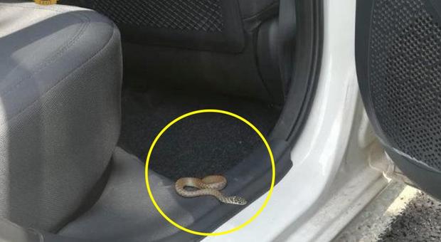 Brutta sorpresa alla guida: dal cruscotto spunta un serpente di mezzo metro