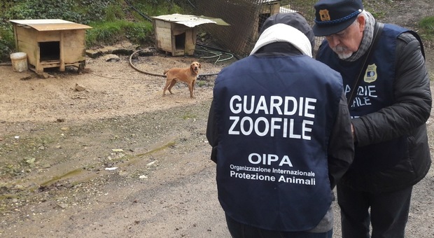 L'Oipa salva 32 cani in condizioni pessime nelle campagne di Allumiere: venivano usati per la caccia al cinghiale