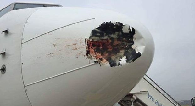 L'aereo colpisce un uccello in volo: punta distrutta, ma riesce ad atterrare