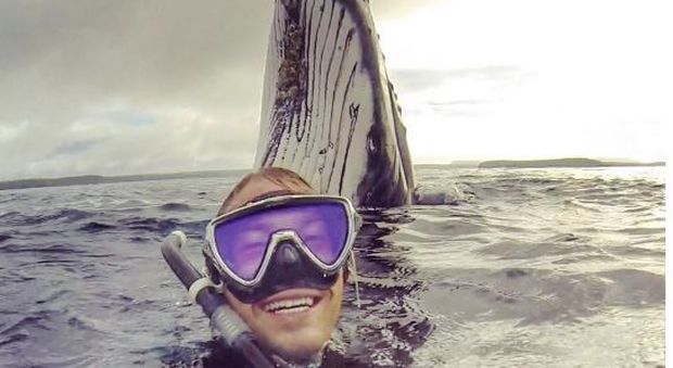 Photobomb oceanico, la balena si "intrufola" nel selfie del sub
