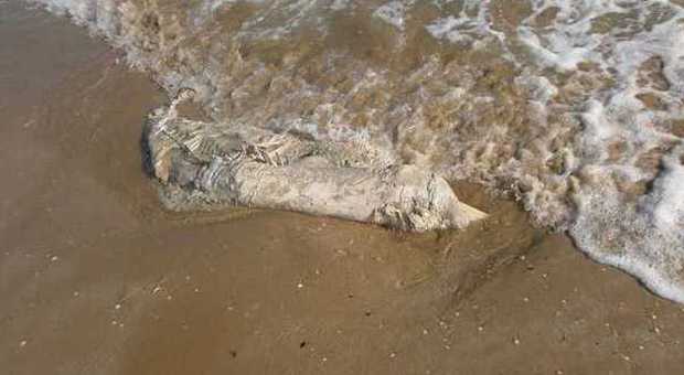 Carcasse di un delfino e di una tartaruga ritrovate lungo il litorale fanese