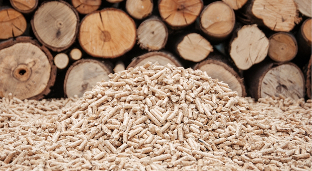 Marche, i numeri del legno: da roverella e cerrete, pellet e recupero di CO2