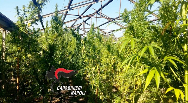 1.800 piante di cannabis coltivate nel Napoletano: denunciato floricoltore