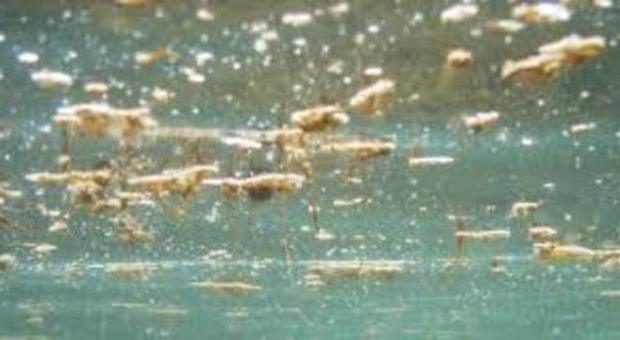 Alga tossica colpisce la Puglia Emergenza a Bari, Brindisi e Lecce