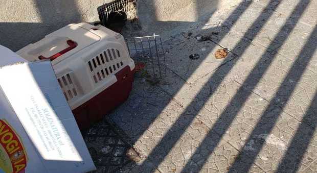 Coronavirus in Campania, strage di gatti in ospedale a Torre del Greco: mamme avvelenate, cuccioli in salvo