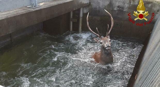 I cervo finisce dentro il canale: intrappolato vicino allo sgrigliatore