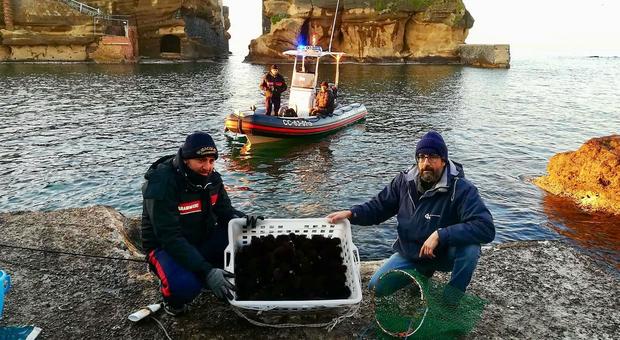 Napoli, a caccia di ricci di mare alla Gaiola: in due fermati dai carabinieri subacquei
