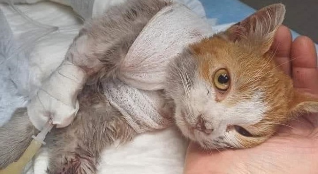 Commozione social per il gattino scuoiato vivo: «Grido d'allarme che non può passare inosservato»
