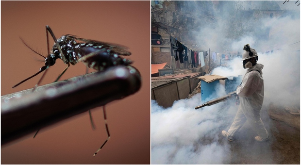 Dengue e Zika, allarme epidemia: in Brasile 1.5 milioni di casi, in Italia arriva la circolare. Sintomi e differenze
