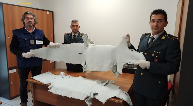 Ancona, carico vietato di pelli di coccodrillo al porto: scattano il sequestro e la denuncia