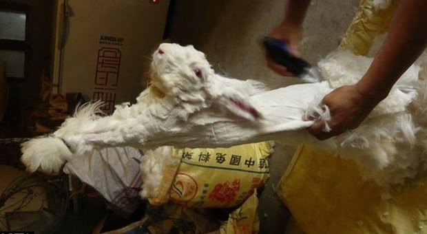 Conigli torturati, H&M blocca la vendita di vestiti (Peta)